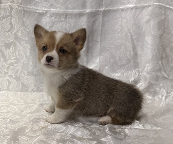 Medium Photo #3 Pembroke Welsh Corgi Puppy For Sale in STANLEY, WI, USA