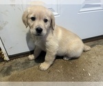 Puppy Green Golden Retriever