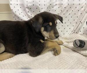 Siberian Husky-Unknown Mix Dogs for adoption in Modesto, CA, USA