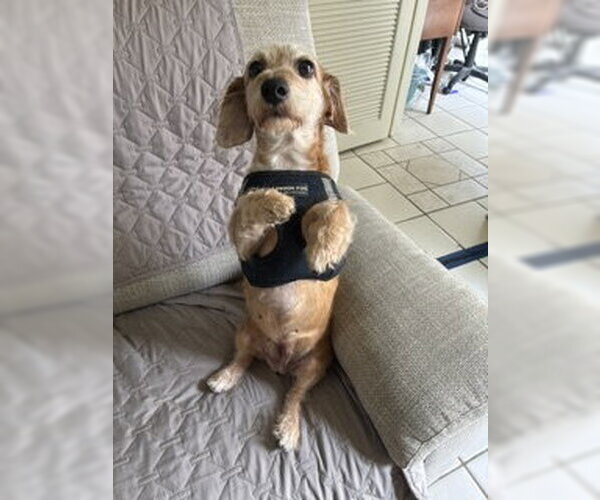 Medium Photo #4 Dachshund Puppy For Sale in Los Angeles, CA, USA