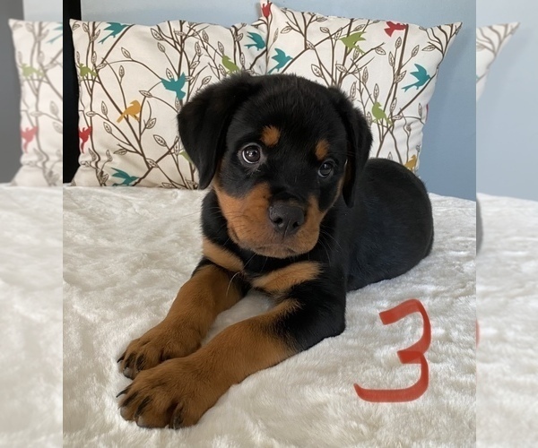 Full screen Photo #4 Rottweiler Puppy For Sale in NORMAL, IL, USA
