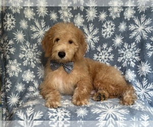Miniature Labradoodle Puppy for sale in LAKELAND, FL, USA