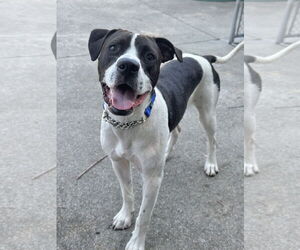 Lab-Pointer Dogs for adoption in Rockaway, NJ, USA