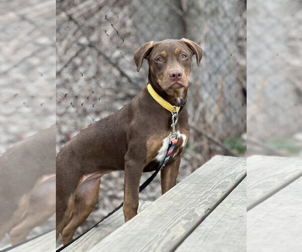 Medium Photo #5 Mutt Puppy For Sale in Elmsford, NY, USA