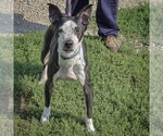 Small #2 American Staffordshire Terrier Mix