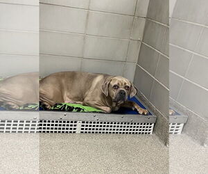 Mutt Dogs for adoption in Virginia Beach, VA, USA