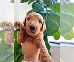 Small Photo #4 Goldendoodle Puppy For Sale in JACKSONVILLE, FL, USA