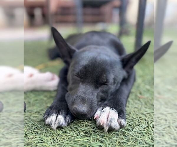 Medium Photo #4 Mutt Puppy For Sale in San Diego, CA, USA