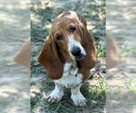 Small #3 Basset Hound
