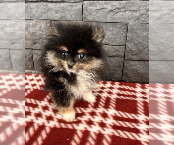 Medium Photo #4 Pomeranian Puppy For Sale in MIDDLEBURY, IN, USA