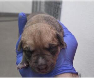 German Shepherd Dog Dogs for adoption in HESPERIA, CA, USA