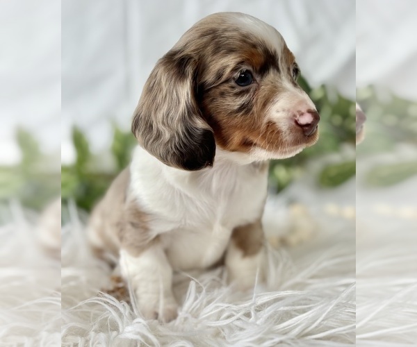 Medium Photo #8 Dachshund Puppy For Sale in ROCK STREAM, NY, USA
