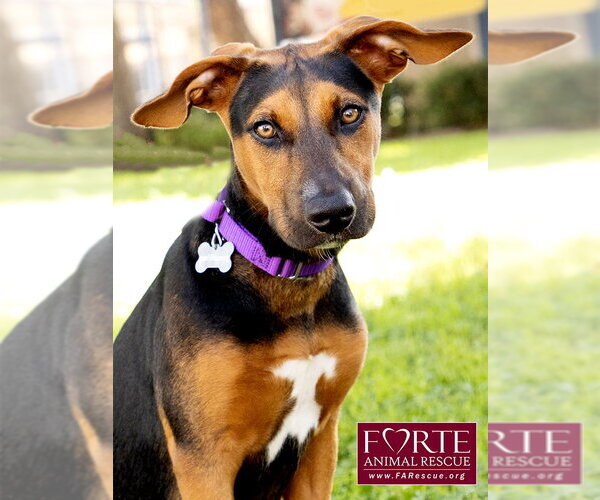 Medium Photo #3 Doberman Pinscher-German Pinscher Mix Puppy For Sale in Marina del Rey, CA, USA