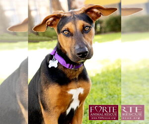 Bolda - Female Doberman Pinscher-German Pinscher Mix Dog for Adoption - Photo #3