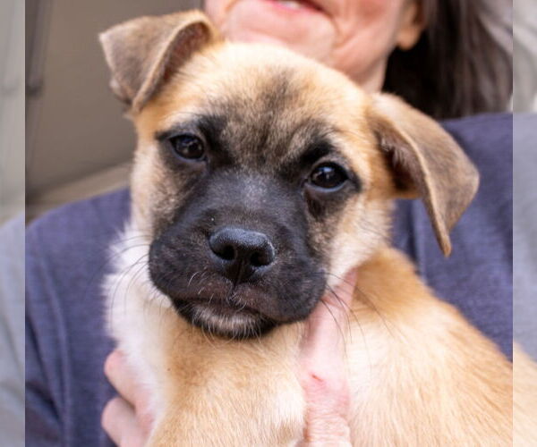 Medium Photo #1 Pug-Unknown Mix Puppy For Sale in Williamsburg, NM, USA
