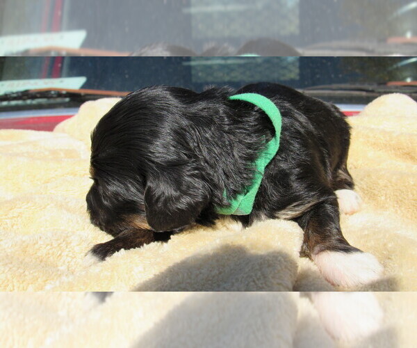 Medium Photo #5 Bernedoodle Puppy For Sale in BIG ROCK, IL, USA