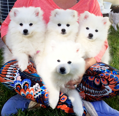 American Eskimo Dog (Toy) Puppy for sale in SANDY, UT, USA