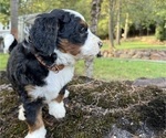 Small #2 Miniature Bernedoodle