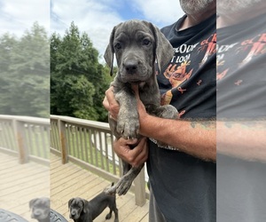 Cane Corso Puppy for sale in NEW TAZEWELL, TN, USA