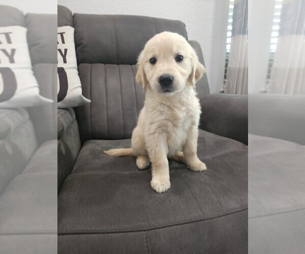 Medium Photo #7 Golden Retriever Puppy For Sale in SACRAMENTO, CA, USA