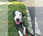 Small #1 American Staffordshire Terrier Mix