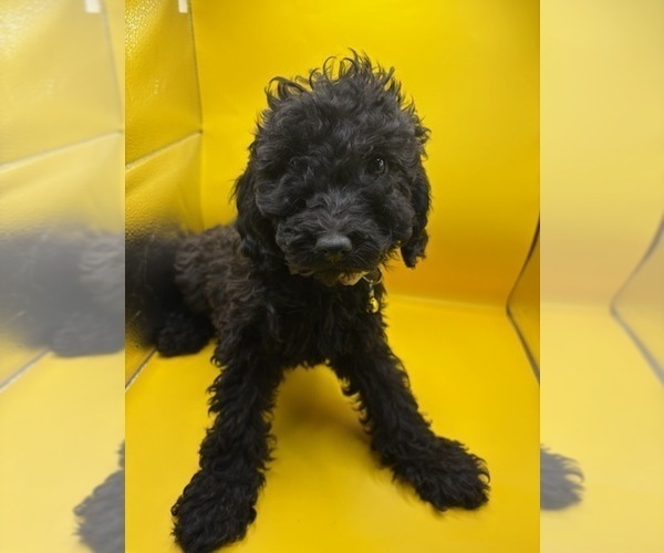 Medium Photo #3 Poodle (Miniature) Puppy For Sale in BLUE MOUND, TX, USA