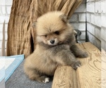 Small Photo #1 Pomeranian Puppy For Sale in CHICAGO, IL, USA