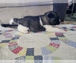 Small Photo #5 Akita Puppy For Sale in CROSWELL, MI, USA