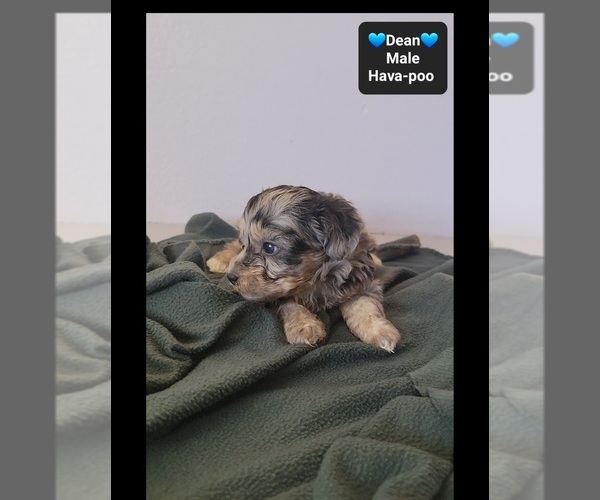 Medium Photo #3 Havapoo Puppy For Sale in TUCSON, AZ, USA