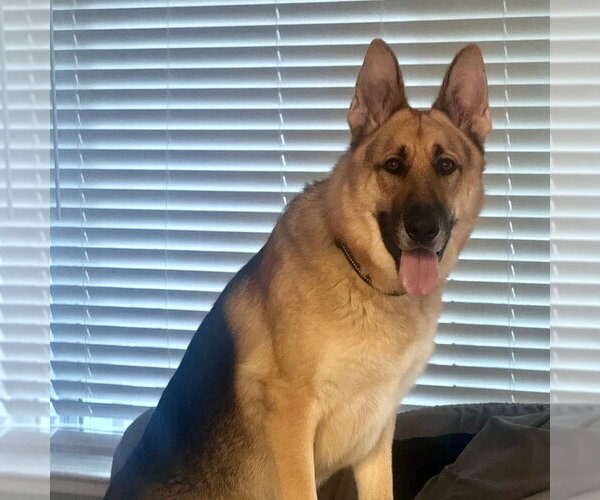 Medium Photo #2 German Shepherd Dog Puppy For Sale in San Juan Capistrano, CA, USA