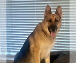 Small Photo #2 German Shepherd Dog Puppy For Sale in San Juan Capistrano, CA, USA
