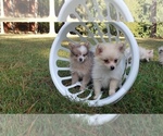 Small Photo #20 Pomeranian Puppy For Sale in DINWIDDIE, VA, USA