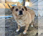 Small #2 Chihuahua Mix