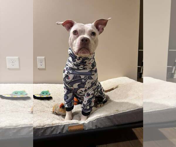 Medium Photo #7 American Pit Bull Terrier Puppy For Sale in Rockville, MD, USA