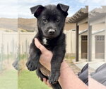 Small #1 Mutt