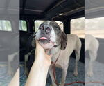 Small #2 Great Dane Mix