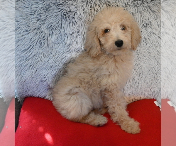 Medium Photo #4 Goldendoodle Puppy For Sale in BLMGTN, IN, USA