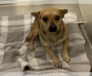 Chihuahua Dogs for adoption in Modesto, CA, USA