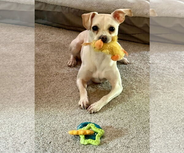 Medium Photo #1 Chihuahua-Unknown Mix Puppy For Sale in Alexandria, KY, USA