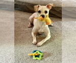 Small Chihuahua Mix