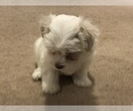 Small Photo #3 Maltese Puppy For Sale in LAWRENCEVILLE, GA, USA