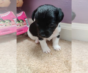 Chihuahua-Poodle (Toy) Mix Puppy for sale in GREENSBORO, NC, USA