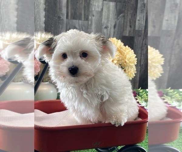 Medium Photo #4 Morkie Puppy For Sale in CANOGA, NY, USA