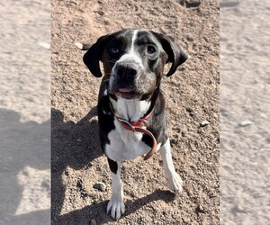 Abby - Female Labrador Retriever-Unknown Mix Dog for Adoption