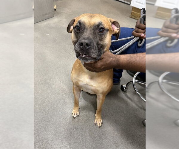 Medium Photo #1 Bullboxer Pit Puppy For Sale in Forestville, MD, USA