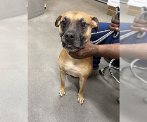 Bullboxer Pit Dogs for adoption in Forestville, MD, USA