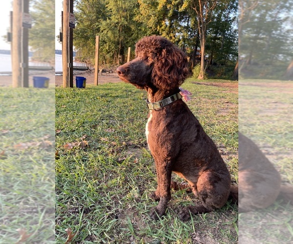 Medium Photo #1 Double Doodle Puppy For Sale in LEXINGTON, NC, USA