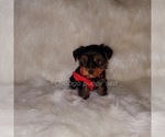 Small Photo #3 Yorkshire Terrier Puppy For Sale in OAK PARK, IL, USA