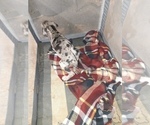 Small Photo #65 Great Dane Puppy For Sale in PIERSON, MI, USA