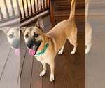 Small #1 German Shepherd Dog Mix